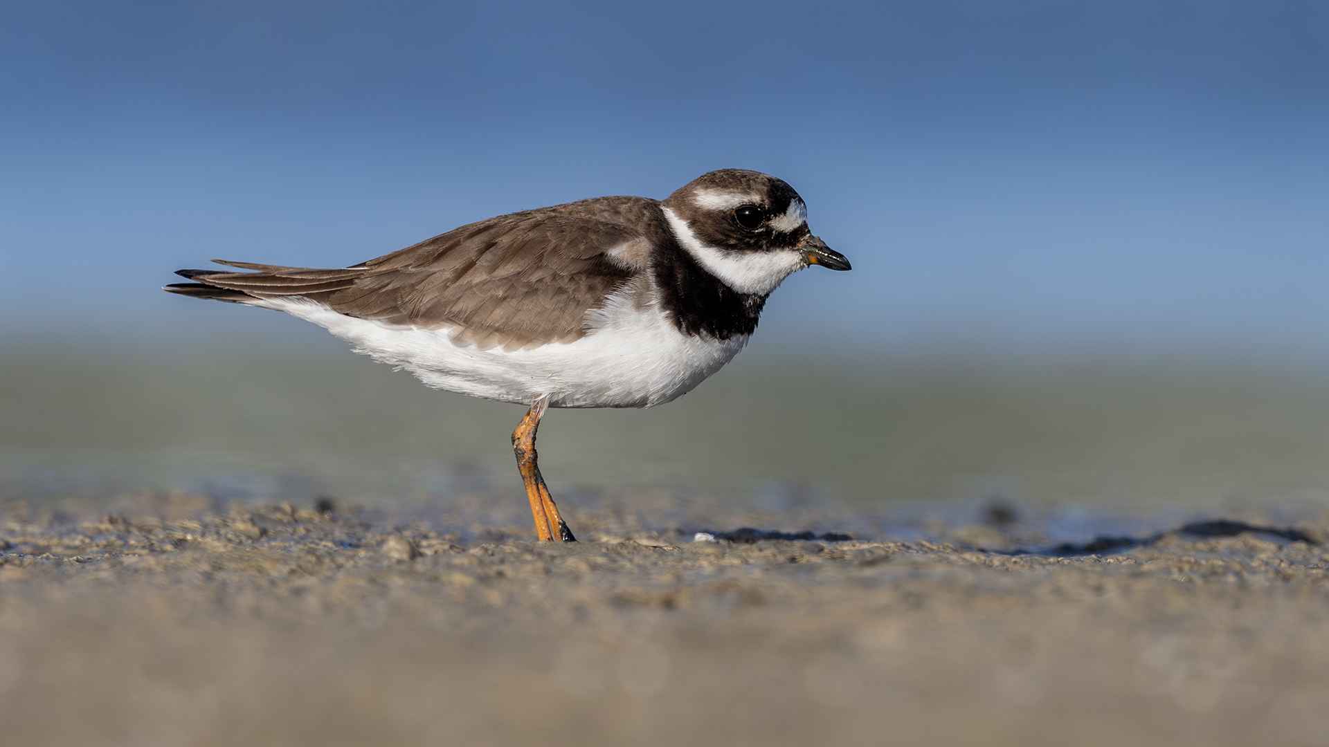 Common Ringed Plover